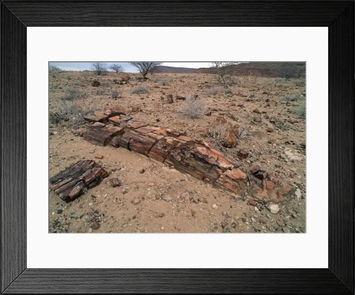 Framed Print : Fossilised trees in petrified forst Khorixas Damaraland Namibia Framed Print : Fossilised trees in petrified forst Khorixas Damaraland Namibia