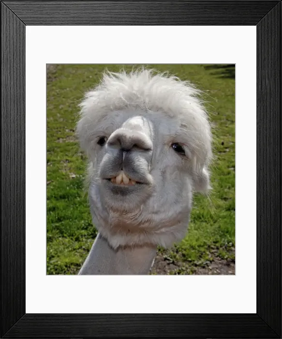 Framed Print : Alpaca. PM-10662. Alpaca. Vicugna pacos. Pat Morris.