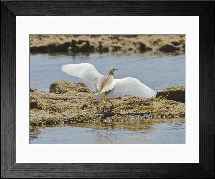 Framed Print : Squacco Heron - landing on rocks - Southern Turkey - May Framed Print : Squacco Heron - landing on rocks - Southern Turkey - May