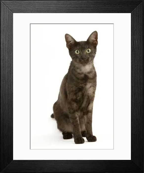 Framed Print : Cat - Egyptian Mau Framed Print : Cat - Egyptian Mau
