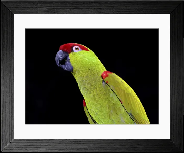 Framed Print : Thick-billed Parrot - mountain forests of northern Mexico Framed Print : Thick-billed Parrot - mountain forests of northern Mexico