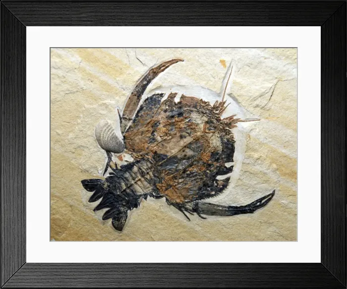 Framed Print : Fossil crustacean; Jurassic, Bavaria Framed Print : Fossil crustacean; Jurassic, Bavaria