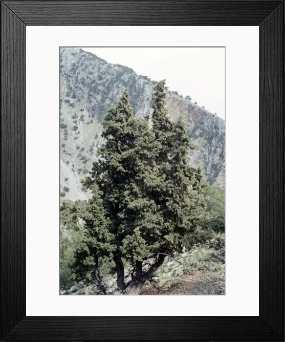 Framed Print : Italian Cypress - Samaria Gorge - Crete Framed Print : Italian Cypress - Samaria Gorge - Crete