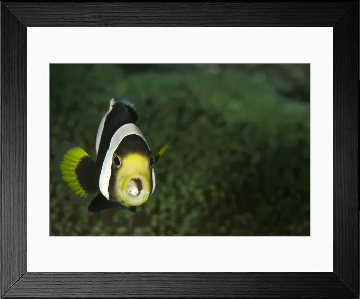 Framed Print : Saddleback Anemonefish - with two parasites in the mouth - Indonesia Framed Print : Saddleback Anemonefish - with two parasites in the mouth - Indonesia