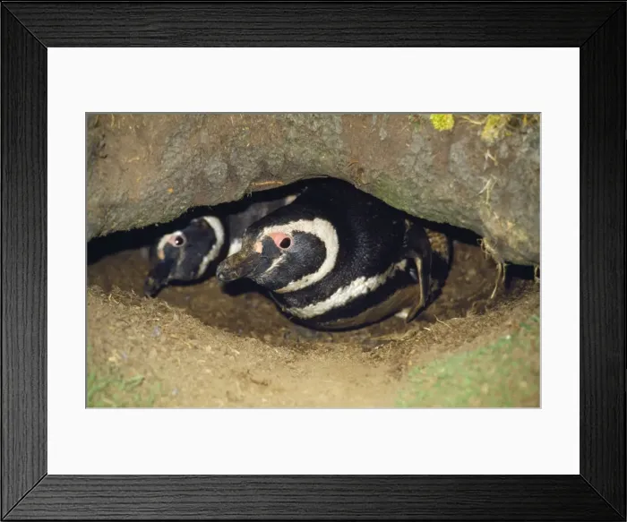 Framed Print : Magellanic Penguins - in burrow Falklands Framed Print : Magellanic Penguins - in burrow Falklands