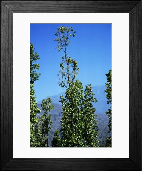 Framed Print : Sal Trees - Nepal Framed Print : Sal Trees - Nepal