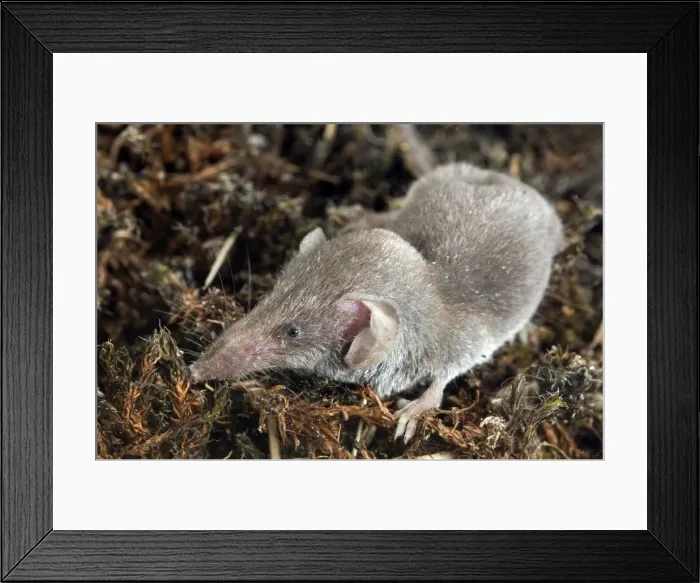 Framed Print : Lesser white-toothed shrew - Italy Framed Print : Lesser white-toothed shrew - Italy