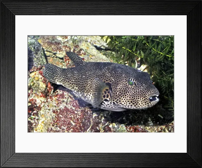 Framed Print : Starry Toadfish / Starry Pufferfish - coastal waters from East Africa, Seychelles to Australia Framed Print : Starry Toadfish / Starry Pufferfish - coastal waters from East Africa, Seychelles to Australia