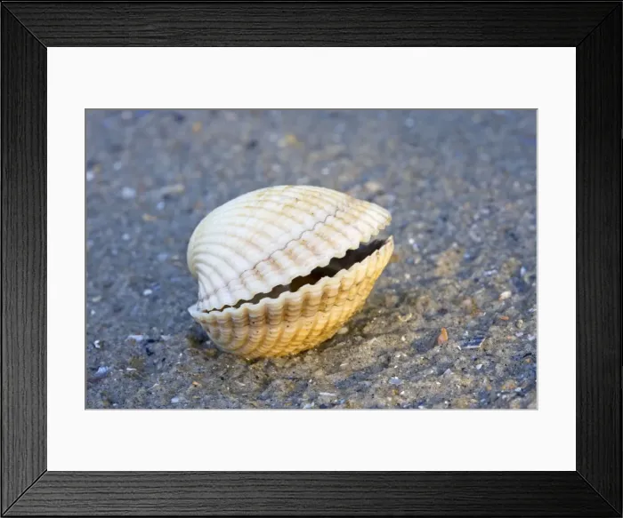 Framed Print : Common Cockle - on the beach Framed Print : Common Cockle - on the beach