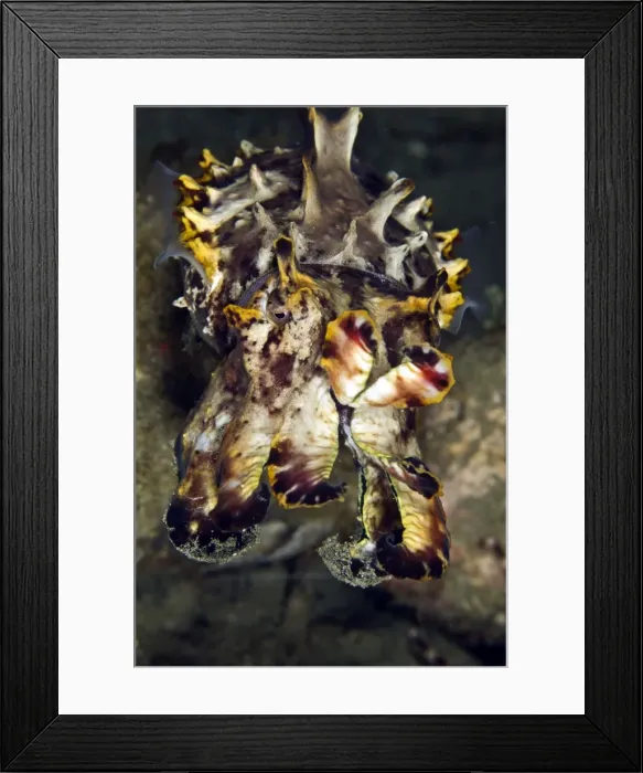 Framed Print : Pfeffer's Flamboyant Cuttlefish - Indonesia Framed Print : Pfeffer's Flamboyant Cuttlefish - Indonesia