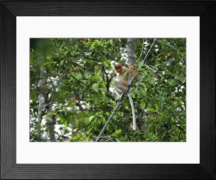 Framed Print : Proboscis Monkey - female - Tanjung Puting National Park - Kalimantan - Borneo - Indonesia Framed Print : Proboscis Monkey - female - Tanjung Puting National Park - Kalimantan - Borneo - Indonesia