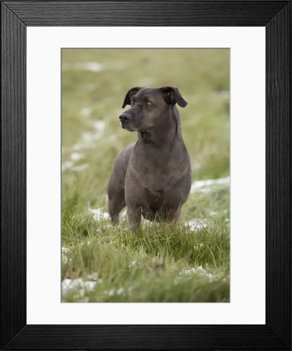 Framed Print : Dog - Minuel - Waterloo Kennels - Stoke Orchard - Cheltenham - UK Framed Print : Dog - Minuel - Waterloo Kennels - Stoke Orchard - Cheltenham - UK
