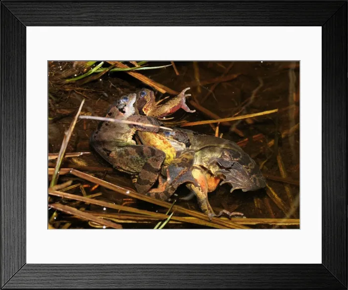 Framed Print : European Common Frog - a mess of amplexus / mating - Switzerland Framed Print : European Common Frog - a mess of amplexus / mating - Switzerland