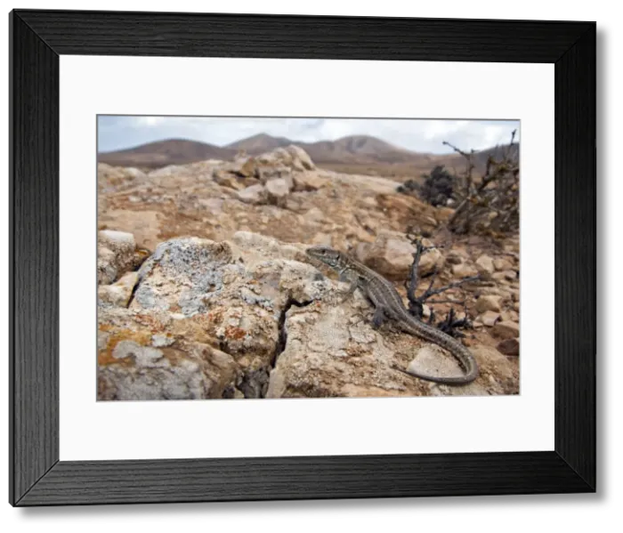 Framed Print : Atlantic Lizard - young in habitat - Fuerteventura - Canary Islands Framed Print : Atlantic Lizard - young in habitat - Fuerteventura - Canary Islands