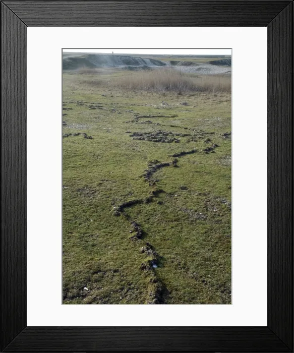Framed Print : Mole Love Runs, shallow tunnels pushed up above the surface as moles quickly expand their territory seeking mates in the early spring. This is seen especially where the soil is not deep or the water table is high