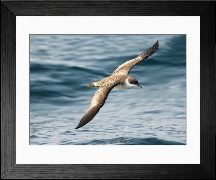 Framed Print : Great Shearwater RES 274 In flight over water Puffinus gravis © George Reszeter / ardea. com Framed Print : Great Shearwater RES 274 In flight over water Puffinus gravis © George Reszeter / ardea. com