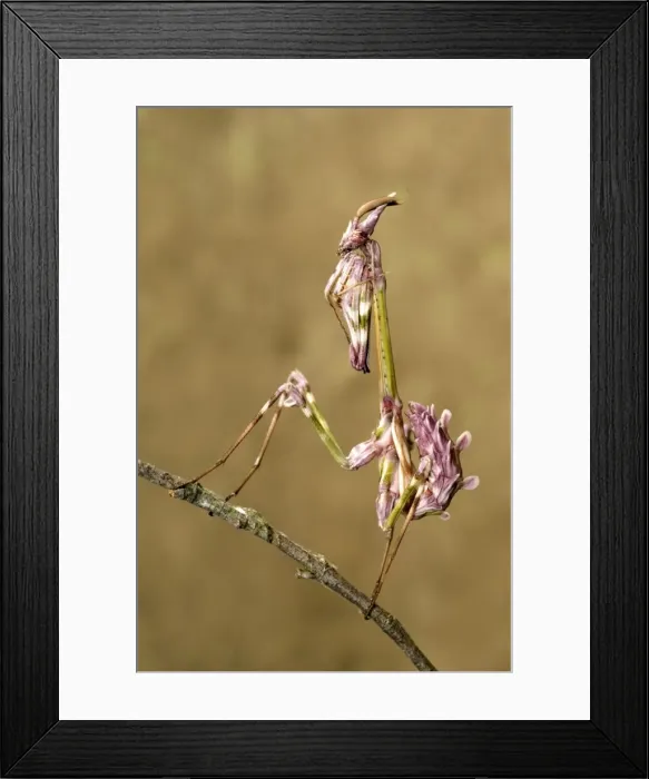 Framed Print : Cone-head Mantis - nymph - Italy