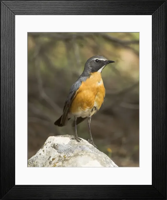 Framed Print : White-throated Robin - adult male - Korkitelli Hills - Southern Turkey - May Framed Print : White-throated Robin - adult male - Korkitelli Hills - Southern Turkey - May