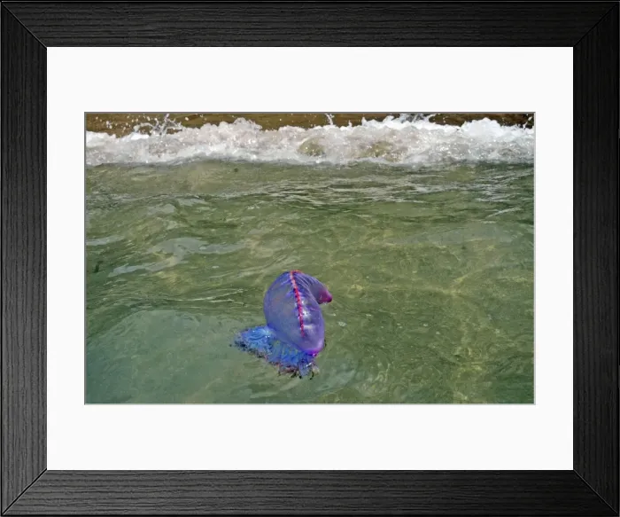 Framed Print : Portuguese Man o War - being washed ashore on the beach in Tobago Framed Print : Portuguese Man o War - being washed ashore on the beach in Tobago