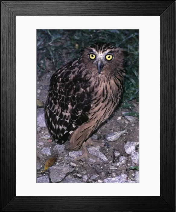 Framed Print : Brown Fish Owl Framed Print : Brown Fish Owl