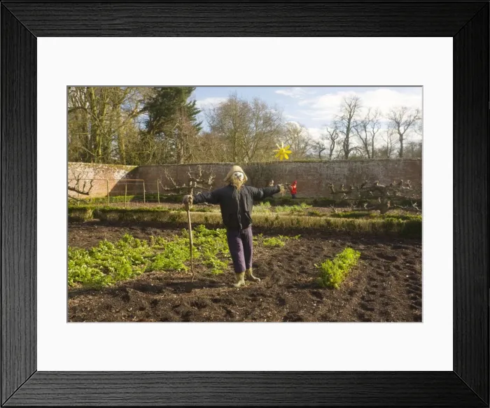Framed Print : Scarecrow in organic walled garden at Dean's Court, Wimborne, Dorset UK Framed Print : Scarecrow in organic walled garden at Dean's Court, Wimborne, Dorset UK