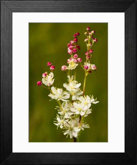 Framed Print : Dropwort - in flower on limestone grassland