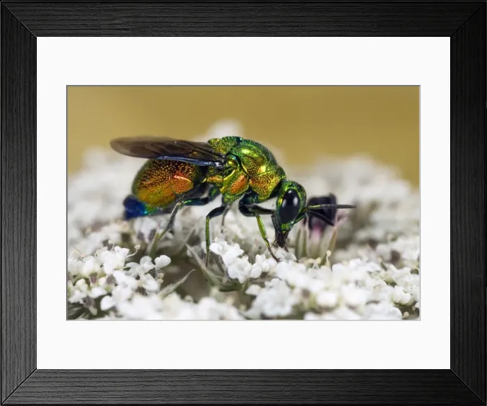 Framed Print : Cuckoo-wasps - Italy Framed Print : Cuckoo-wasps - Italy