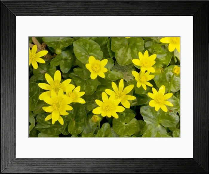 Framed Print : Lesser Celandines Ranunculus ficaria = Ficaria verna in flower in spring sunshine, Dorset UK Framed Print : Lesser Celandines Ranunculus ficaria = Ficaria verna in flower in spring sunshine, Dorset UK