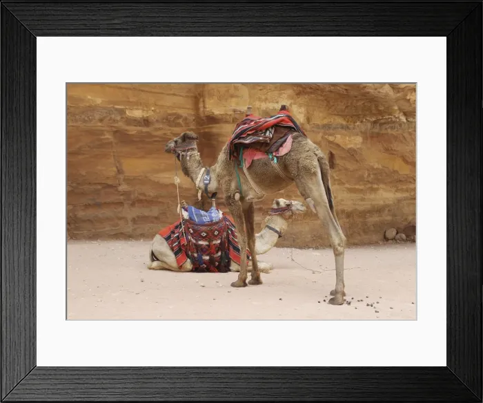 Framed Print : Camels - ready for tourists - Petra - Jordan Framed Print : Camels - ready for tourists - Petra - Jordan