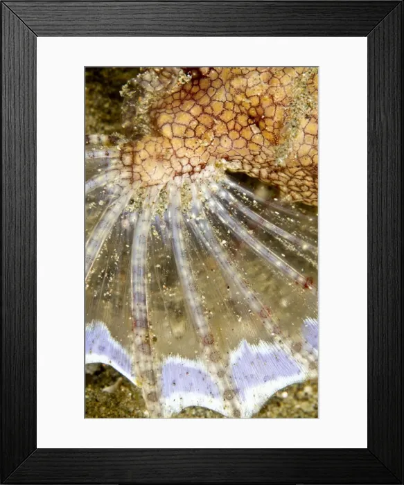 Framed Print : Pegasus Seamoth - fin - Indonesia Framed Print : Pegasus Seamoth - fin - Indonesia