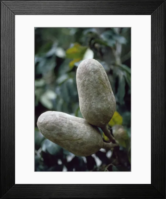 Framed Print : Mahogany Tree fruit / seed pod - close up of pods in canopy Amazonia Brazil South America Framed Print : Mahogany Tree fruit / seed pod - close up of pods in canopy Amazonia Brazil South America