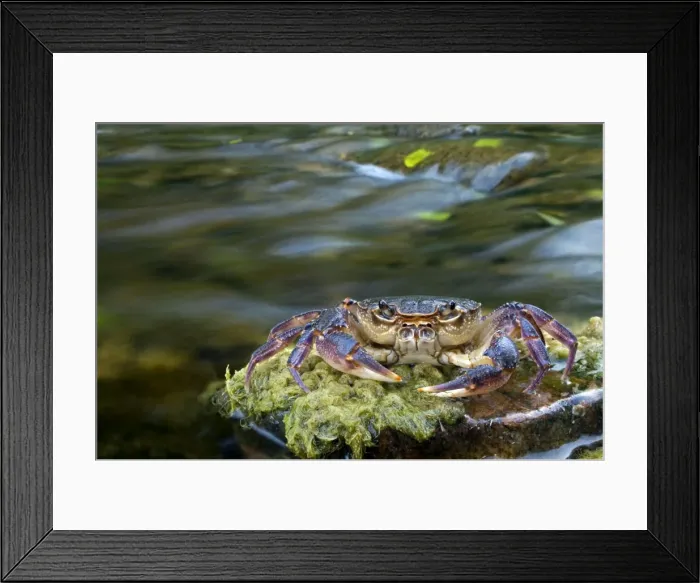 Framed Print : European Freshwater Crab - in habitat - Tuscany - Italy Framed Print : European Freshwater Crab - in habitat - Tuscany - Italy