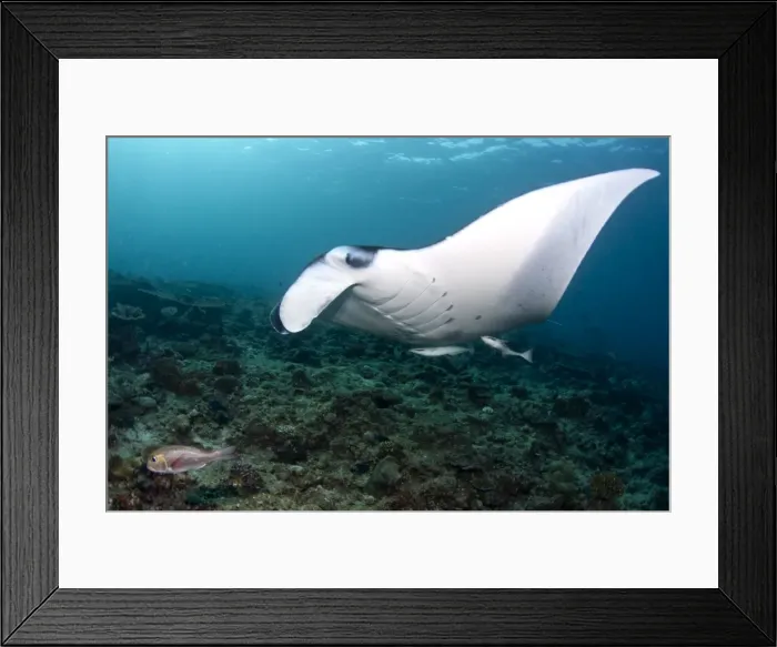 Framed Print : Giant Manta Ray - Maldives Framed Print : Giant Manta Ray - Maldives