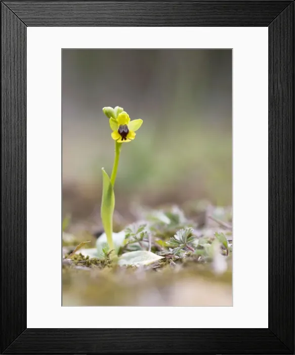 Framed Print : Yellow Bee Orchid Framed Print : Yellow Bee Orchid
