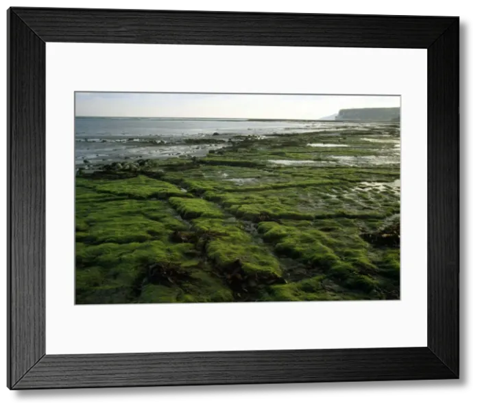 Framed Print : Isle of Wight - very low tide - Whitecliff bay & Bembridge ledges Framed Print : Isle of Wight - very low tide - Whitecliff bay & Bembridge ledges