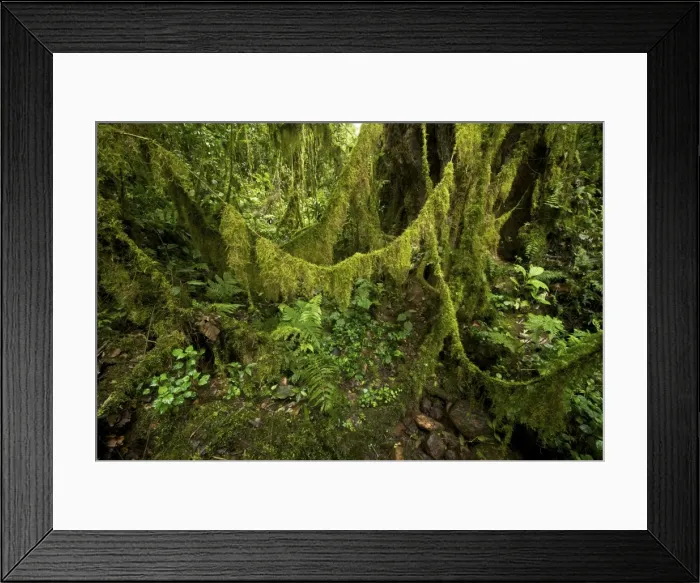 Framed Print : Western Highlands forest - moss festoons on lianas - Ethiopia - Africa Framed Print : Western Highlands forest - moss festoons on lianas - Ethiopia - Africa