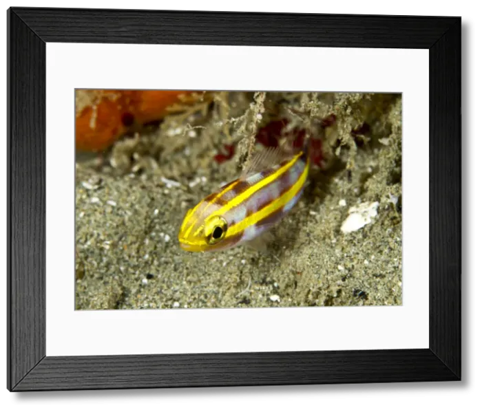 Framed Print : Double Whiptail - Indonesia Framed Print : Double Whiptail - Indonesia