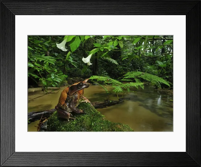 Framed Print : Long-nosed Horned Frog / Malayan Horned Frog - beside a creek - Cameron Highlands - West Malaysia Framed Print : Long-nosed Horned Frog / Malayan Horned Frog - beside a creek - Cameron Highlands - West Malaysia