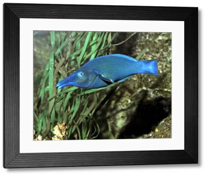 Framed Print : Green Birdmouth Wrasse, Indo-Pacific reefs. Changes sex as it grows older Framed Print : Green Birdmouth Wrasse, Indo-Pacific reefs. Changes sex as it grows older