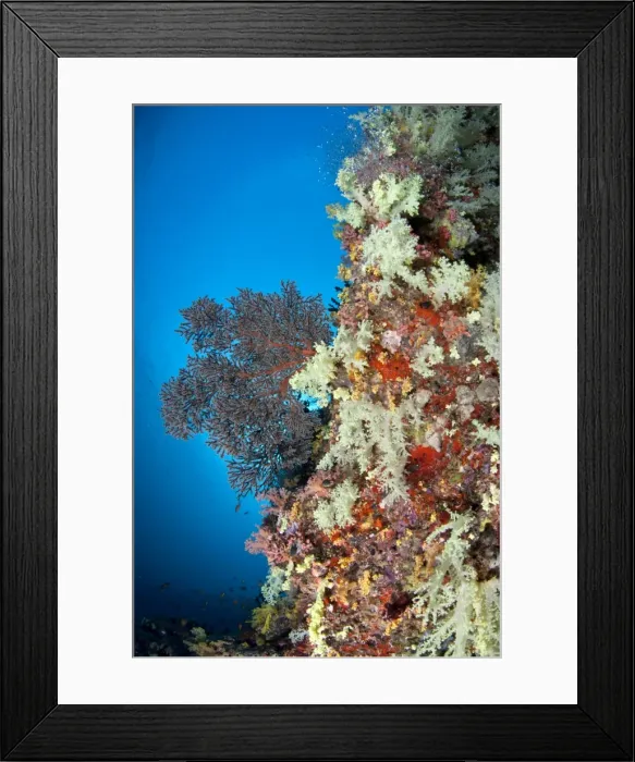 Framed Print : Colorful Tree Soft Corals and Gorgonian Sea Fan (Melithaea sp. ) at Fotteyo - Felidhoo Atoll - Maldives Framed Print : Colorful Tree Soft Corals and Gorgonian Sea Fan (Melithaea sp. ) at Fotteyo - Felidhoo Atoll - Maldives