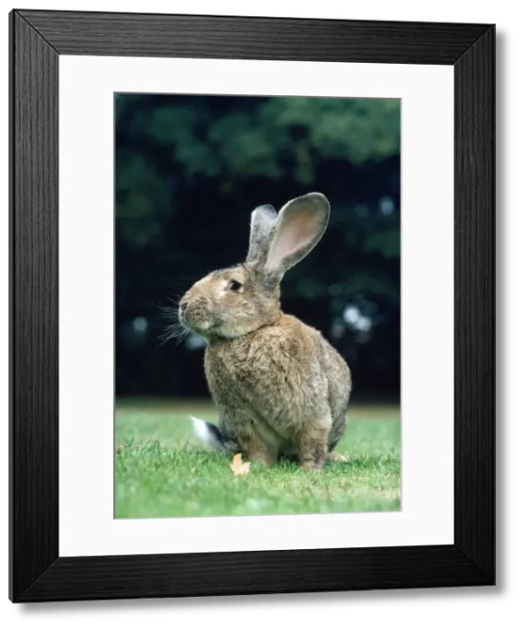 Framed Print : Flemish Giant RABBIT - sitting in garden Framed Print : Flemish Giant RABBIT - sitting in garden