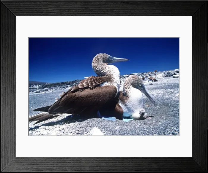 Framed Print : Blue-footed Booby - with chick - Cape Douglas, Fernandina Island, Galapagos Islands AU-1501 Framed Print : Blue-footed Booby - with chick - Cape Douglas, Fernandina Island, Galapagos Islands AU-1501