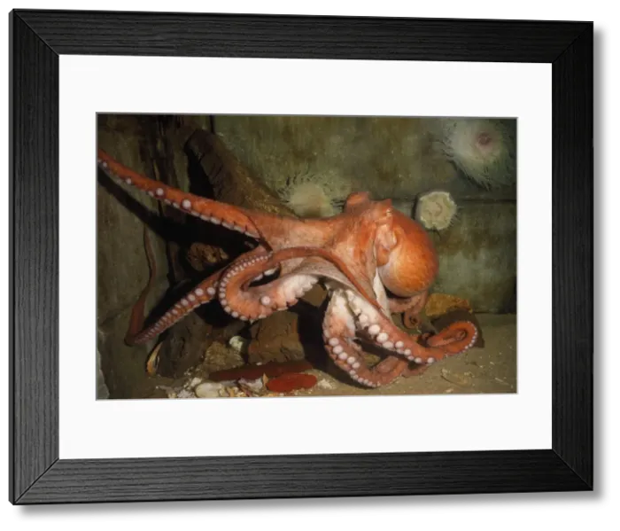 Framed Print : Giant Pacific Octopus - Alsaka to California - formerly: Octopus apollyon Manipulation note: removed photographer & flash from glass reflection Framed Print : Giant Pacific Octopus - Alsaka to California - formerly: Octopus apollyon Manipulation note: removed photographer & flash from glass reflection