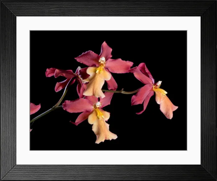 Framed Print : Orchid - Odontoglossum x burrageara - Stephan Isler - South America Framed Print : Orchid - Odontoglossum x burrageara - Stephan Isler - South America