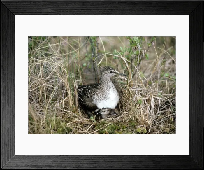 Framed Print : Wood Sandpiper - with young Framed Print : Wood Sandpiper - with young