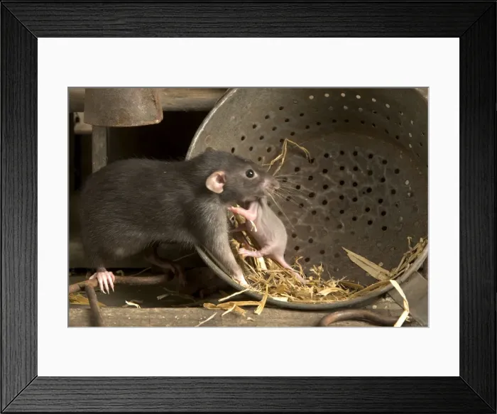 Framed Print : Brown Rat - with young Framed Print : Brown Rat - with young