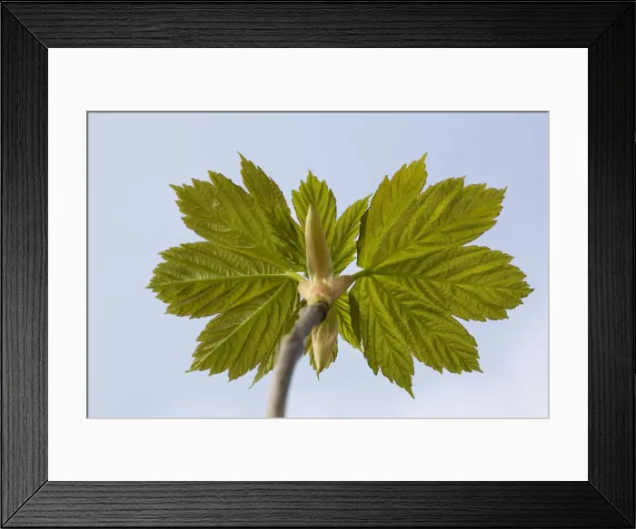 Framed Print : Sycamore Maple Tree - leaves in spring Framed Print : Sycamore Maple Tree - leaves in spring