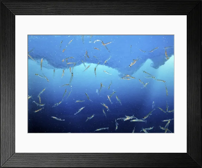 Framed Print : Antarctic Krill Framed Print : Antarctic Krill