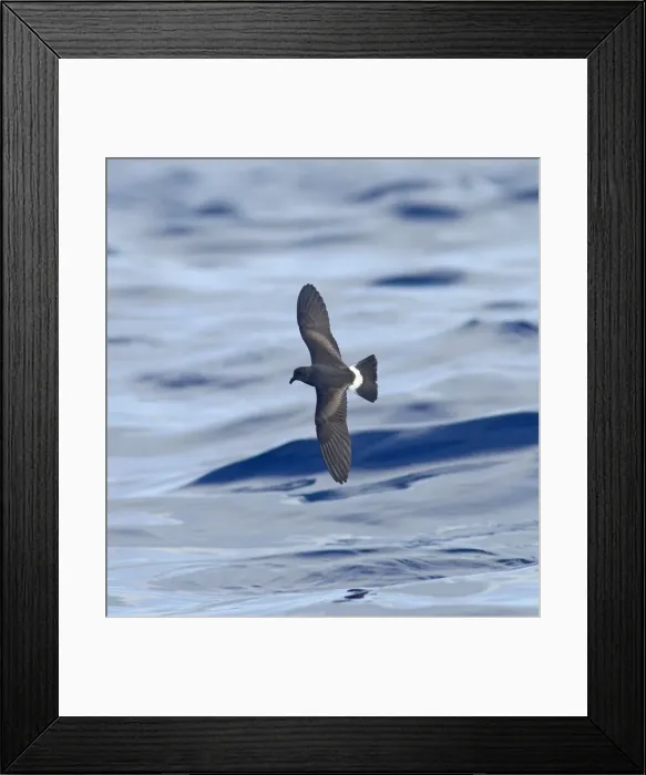 Framed Print : Madeiran Storm-Petrel - in flight over sea - June - Madeira Framed Print : Madeiran Storm-Petrel - in flight over sea - June - Madeira