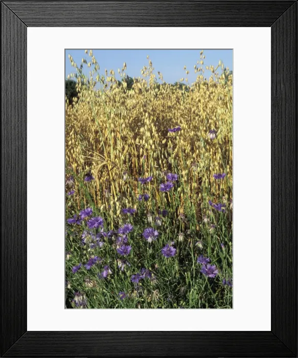Framed Print : Cornflowers - in oats Framed Print : Cornflowers - in oats